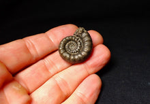 Load image into Gallery viewer, Pyrite Eoderoceras ammonite fossil (30 mm)
