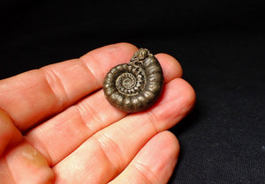 Pyrite Eoderoceras ammonite fossil (30 mm)