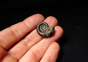 Pyrite Eoderoceras ammonite fossil (23 mm)