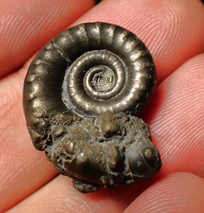 Pyrite Eoderoceras ammonite fossil (23 mm)