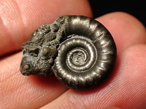 Pyrite Eoderoceras ammonite fossil (23 mm)