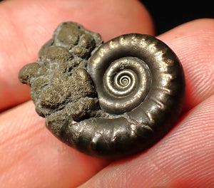 Pyrite Eoderoceras ammonite fossil (23 mm)