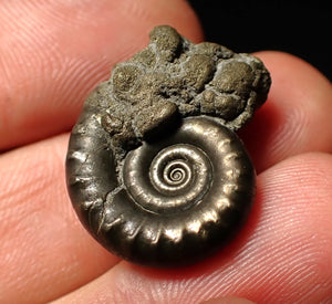 Pyrite Eoderoceras ammonite fossil (23 mm)