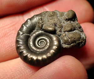 Pyrite Eoderoceras ammonite fossil (23 mm)