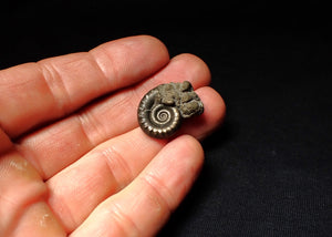 Pyrite Eoderoceras ammonite fossil (23 mm)