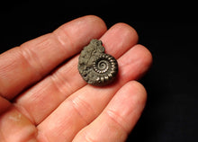 Load image into Gallery viewer, Pyrite Eoderoceras bispinigerum ammonite fossil (25 mm)
