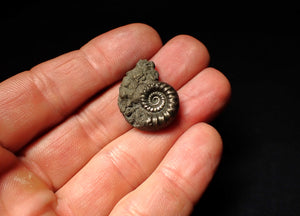 Pyrite Eoderoceras bispinigerum ammonite fossil (25 mm)