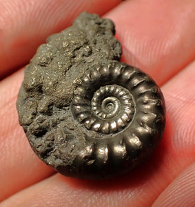 Pyrite Eoderoceras bispinigerum ammonite fossil (25 mm)