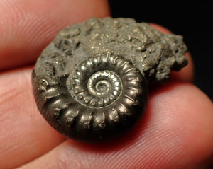 Pyrite Eoderoceras bispinigerum ammonite fossil (25 mm)