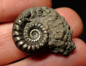 Pyrite Eoderoceras bispinigerum ammonite fossil (25 mm)