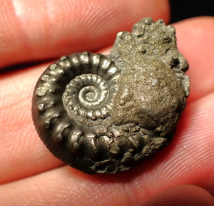 Pyrite Eoderoceras bispinigerum ammonite fossil (25 mm)