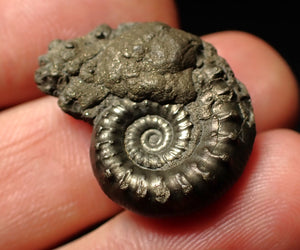 Pyrite Eoderoceras bispinigerum ammonite fossil (25 mm)