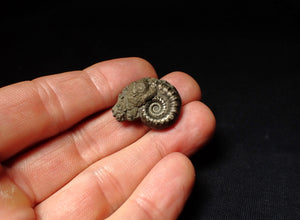 Pyrite Eoderoceras bispinigerum ammonite fossil (25 mm)