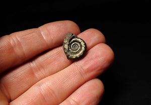 Unusual distorted pyrite Eoderoceras ammonite fossil (19 mm)