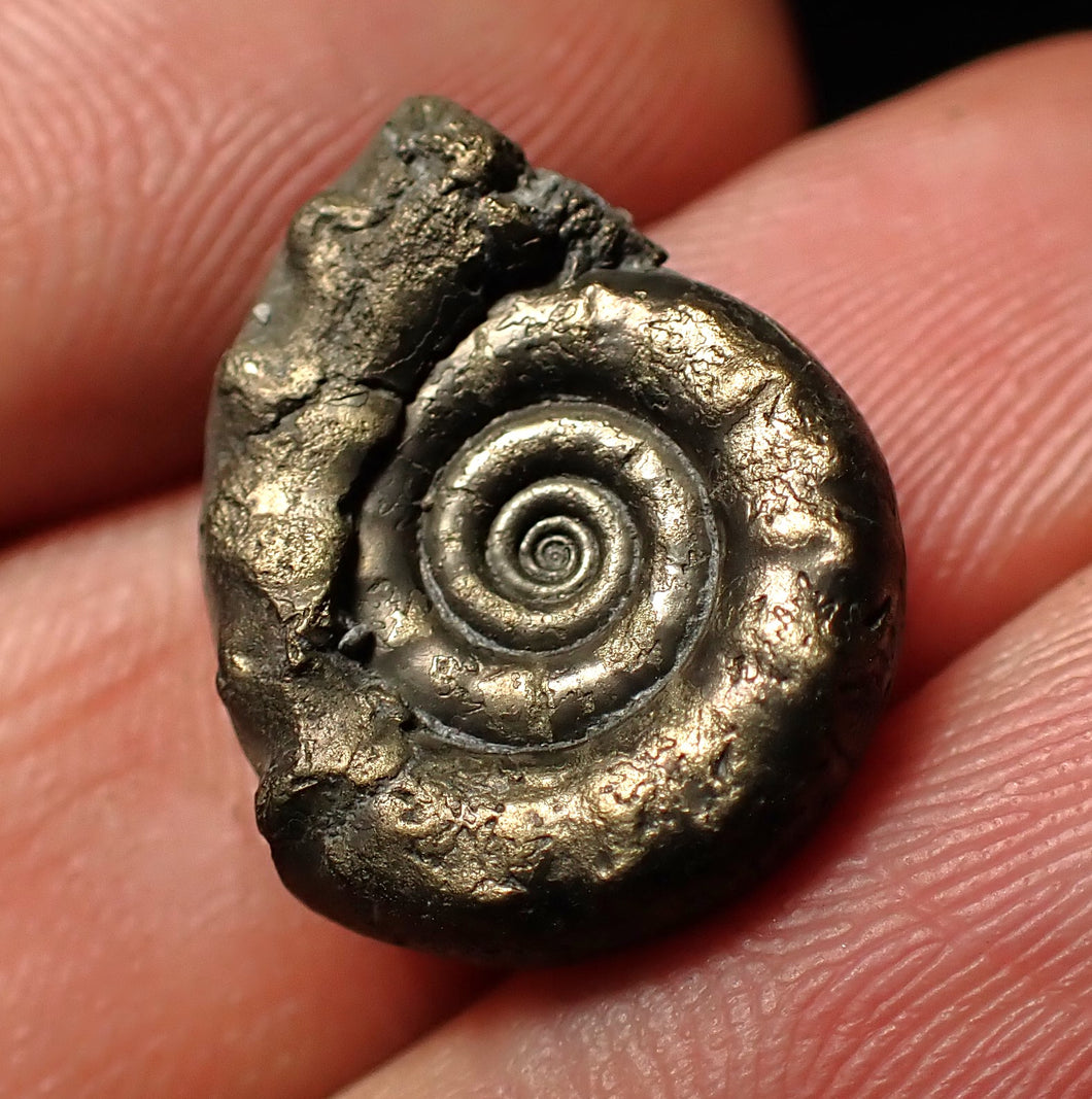 Unusual distorted pyrite Eoderoceras ammonite fossil (19 mm)