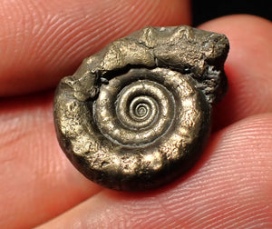 Unusual distorted pyrite Eoderoceras ammonite fossil (19 mm)