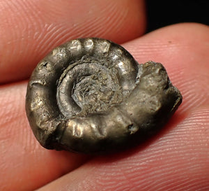 Unusual distorted pyrite Eoderoceras ammonite fossil (19 mm)