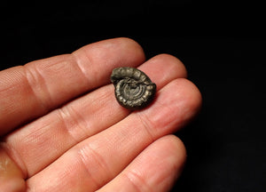 Unusual distorted pyrite Eoderoceras ammonite fossil (19 mm)