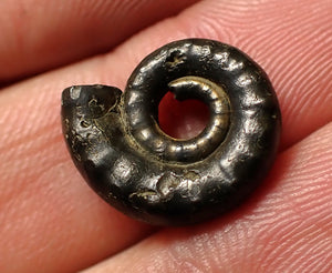 Pyrite Eoderoceras ammonite fossil (16 mm)