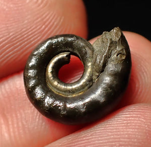 Pyrite Eoderoceras ammonite fossil (16 mm)