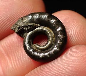 Pyrite Eoderoceras ammonite fossil (16 mm)