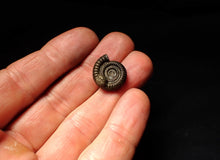 Load image into Gallery viewer, Echioceras pyrite ammonite fossil (18mm)
