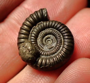 Echioceras pyrite ammonite fossil (18mm)