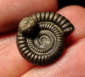 Echioceras pyrite ammonite fossil (18mm)