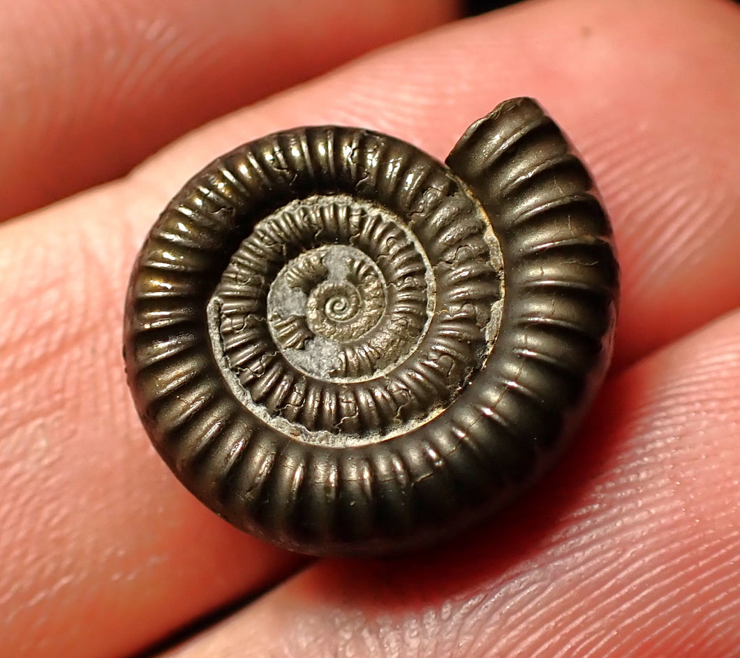 Echioceras pyrite ammonite fossil (18mm)