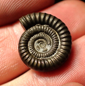 Echioceras pyrite ammonite fossil (18mm)