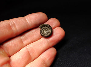 Echioceras pyrite ammonite fossil (18mm)