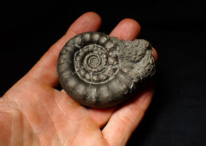 Large pyrite Eoderoceras ammonite fossil (70 mm)