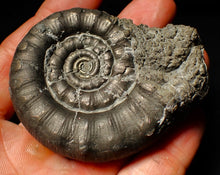 Load image into Gallery viewer, Large pyrite Eoderoceras ammonite fossil (70 mm)
