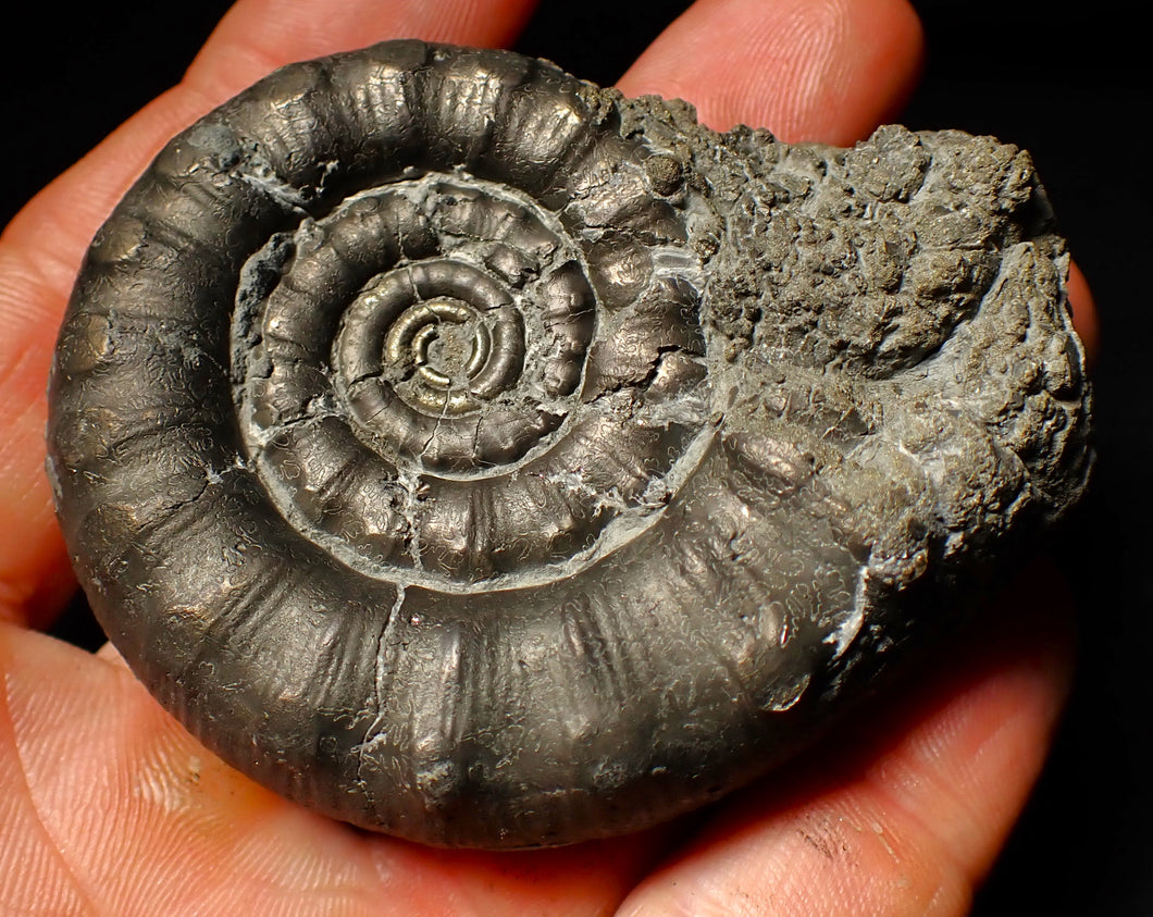 Large pyrite Eoderoceras ammonite fossil (70 mm)