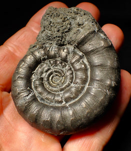 Large pyrite Eoderoceras ammonite fossil (70 mm)