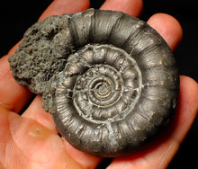 Load image into Gallery viewer, Large pyrite Eoderoceras ammonite fossil (70 mm)
