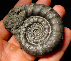 Large pyrite Eoderoceras ammonite fossil (70 mm)