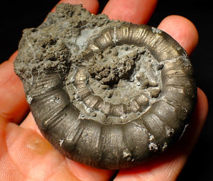 Large pyrite Eoderoceras ammonite fossil (70 mm)