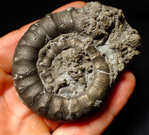 Large pyrite Eoderoceras ammonite fossil (70 mm)