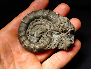 Large pyrite Eoderoceras ammonite fossil (70 mm)