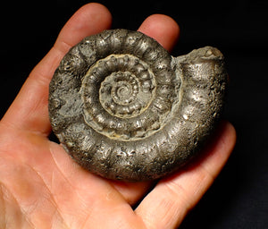 Large pyrite Eoderoceras ammonite fossil (79 mm)