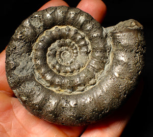 Large pyrite Eoderoceras ammonite fossil (79 mm)