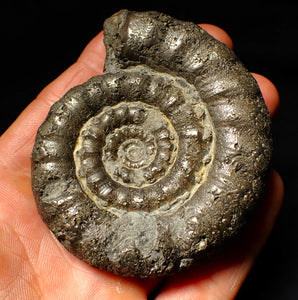 Large pyrite Eoderoceras ammonite fossil (79 mm)