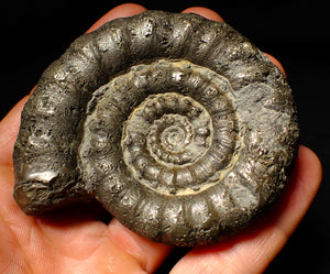 Large pyrite Eoderoceras ammonite fossil (79 mm)