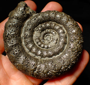 Large pyrite Eoderoceras ammonite fossil (79 mm)