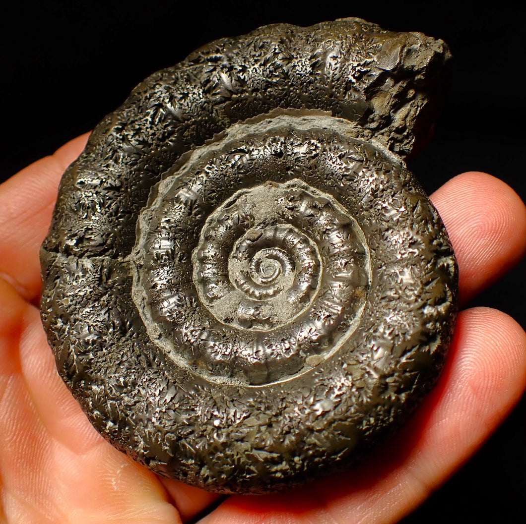 Large pyrite Eoderoceras ammonite fossil (79 mm)