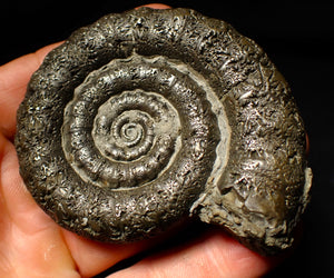 Large pyrite Eoderoceras ammonite fossil (79 mm)