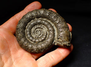 Large pyrite Eoderoceras ammonite fossil (79 mm)