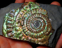 Load image into Gallery viewer, Stunning green multi-coloured iridescent Caloceras display ammonite
