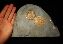 Load image into Gallery viewer, Uncommon double-iridescent Caloceras display ammonite fossil

